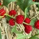 SEMINTE SPANAC STRAWBERRY - CHENOPODIUM FOLIOSUM - BLITUM VIRGATUM - D 16