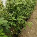 SEMINTE TOMATILLO - D 217 QUEEN OF MALINALCO - Img 4