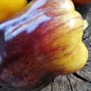 SEMINTE ARDEI - A 86 PURPLE SMUDGE GOLD - Img 3