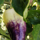 SEMINTE ARDEI - A 86 PURPLE SMUDGE GOLD - Img 6