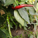 SEMINTE ARDEI IUTE - AI 131 SPANISH CHILLI RED neizolat - Img 3