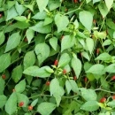SEMINTE ARDEI IUTE - AI 137 NANO CHILLI