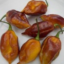 SEMINTE ARDEI IUTE - AI 44 PIMENTA MORANGA X TRINIDAD SCORPION - NEIZOLAT - Img 5