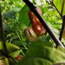 SEMINTE ARDEI IUTE - AI 99 SAY S X BHUT PHENO 2 CHOCO - NEIZOLAT - Img 6