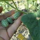SEMINTE CASTRAVETI - D. 09 MELOTHRIA SCABRA - CUCAMELON