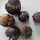 SEMINTE - D. 77 TOMATILLO VIOLET - PURPLE DE MILPA - Img 2