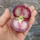 SEMINTE - D. 77 TOMATILLO VIOLET - PURPLE DE MILPA - Img 8