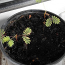 SEMINTE MIMOSA PUDICA - D 168 - Img 5