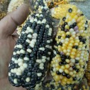 SEMINTE PORUMB POPCORN - INDIAN BERRIES P 29
