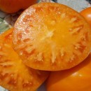 SEMINTE ROSII INIMA DE BOU - T.171 ORANGE STRAWBERRY - Img 8