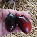 SEMINTE ROSII NEGRE - T 1013 BLUE KUMQUAT - Img 5