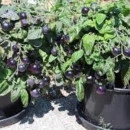 SEMINTE ROSII NEGRE - T 624 BLAU ZIMMERTOMATE - de ghiveci