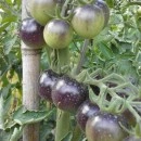 SEMINTE ROSII NEGRE - T. 92 DANCING WITH SMURFS - Img 2