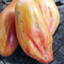 SEMINTE ROSII - T 1023 TULIP YELLOW