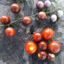 SEMINTE ROSII - T 1055 CHERRY BING TOMATO - Img 3