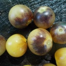SEMINTE ROSII - T 1098 AMETIST CREAM CHERRY - Img 3