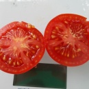 SEMINTE ROSII - T 1102 DELIGHTFUL TOMATO - Img 3