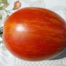 SEMINTE ROSII - T. 183 KEILFORMIGE RIESENTOMATE ROT