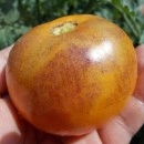SEMINTE ROSII - T 373 ORANGE FLESHED PURPLE SMUDGE