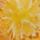 SEMINTE ROSII - T 491 ORANGE JAZZ- BIGLY - Img 8