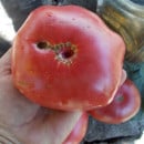 SEMINTE ROSII - T 588 GIANT TOMATO TREE - Img 3