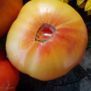 SEMINTE ROSII - T 709 PAW PAW YELLOW - Img 2