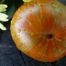 SEMINTE ROSII - T 752 IRISH STRIPES