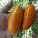 SEMINTE ROSII - T 781 BUTTERSCOTCH - Img 5