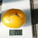 SEMINTE ROSII - T 805 JAKKASS YELLOW DWARF - Img 5