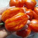 SEMINTE ROSII - T. 81 COX ORANGE