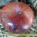 SEMINTE ROSII - T 879 LOVELY LUSH