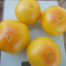 SEMINTE ROSII - T 962 GOLDEN QUEEN USDA STRAIN - Img 6