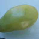 SEMINTE ROSII - T 990 EMERALD PEAR - Img 6