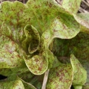 SEMINTE SALATA - D 176 STRAWBERRY CABBAGE LETTUCE - Img 2