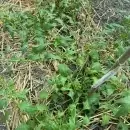 SEMINTE SPANAC STRAWBERRY - CHENOPODIUM FOLIOSUM - BLITUM VIRGATUM - D 16 - Img 2