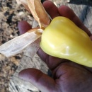 SEMINTE TOMATILLO - D 217 QUEEN OF MALINALCO - Img 5