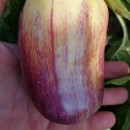 SEMINTE ARDEI - A 86 PURPLE SMUDGE GOLD - Img 7