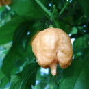 SEMINTE ARDEI IUTE - AI 132 CAROLINA REAPER PEACH neizolat - Img 2