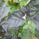 SEMINTE ARDEI IUTE - AI 93 PINK TIGER X REAPER PEACH (PHENO) - NEIZOLAT - Img 4