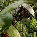SEMINTE ARDEI IUTE - AI 99 SAY S X BHUT PHENO 2 CHOCO - NEIZOLAT - Img 7