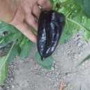 SEMINTE ARDEI NEGRU - A. 01 HUNGARIAN BLACK