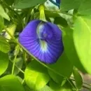 SEMINTE CLITORIA TERNATEA - D 17