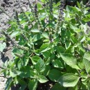 SEMINTE - D. 22 BUSUIOC SFANT ( TULSI )