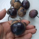 SEMINTE - D. 77 TOMATILLO VIOLET - PURPLE DE MILPA