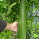 SEMINTE - D. 89 LUFFA - LUFFA CYLINDRICA - Img 3