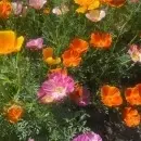 SEMINTE MAC CALIFORNIAN - ESCHSCHOLZIA CALIFORNICA - MIX - D 143