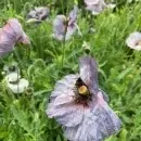 SEMINTE MAC - PAPAVER AMAZING GREY - D 138 - Img 6