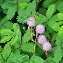 SEMINTE MIMOSA PUDICA - D 168 - Img 2
