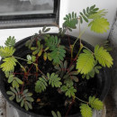 SEMINTE MIMOSA PUDICA - D 168 - Img 6