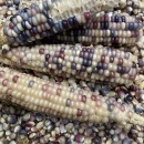 SEMINTE PORUMB POPCORN - GLASS GEM - P 11 - Img 5